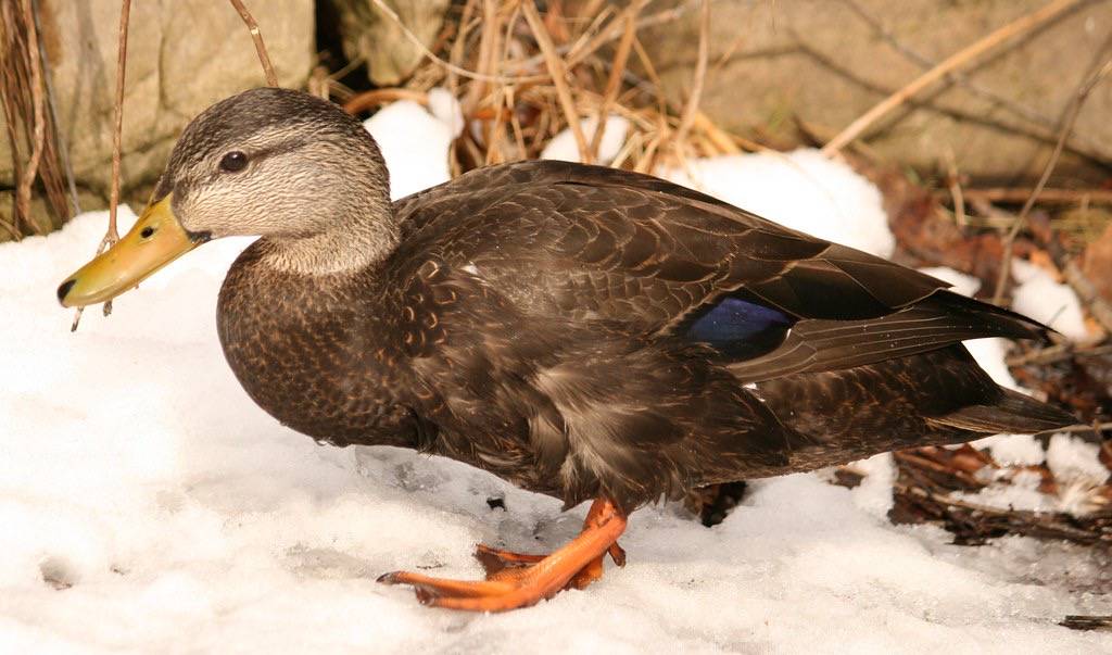 American Black Duck by Ducklover Bonnie is licensed under CC BY-ND 2.0